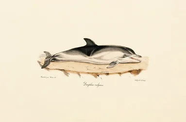 Almindelig delfin