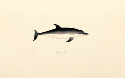 Almindelig delfin
