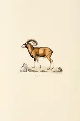 Korsikansk mouflon