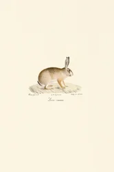 Europæisk hare
