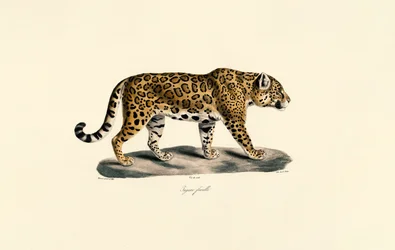 Jaguar af hunkøn