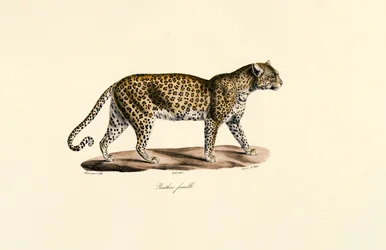Hun-leopard