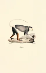 Patas-abe af hunkøn