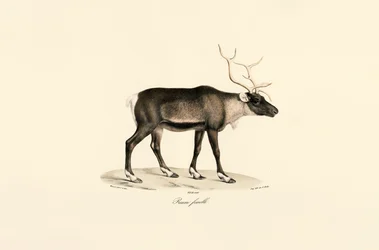 Rensdyr af hunkøn