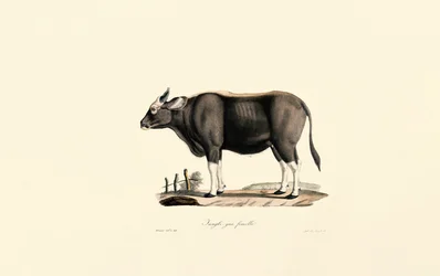 Gaur kvinde