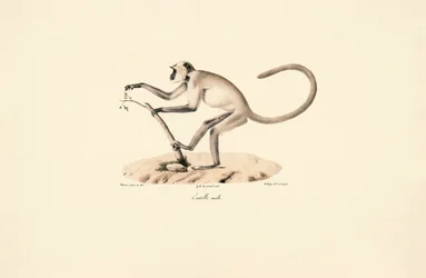 Grå Hanuman Langur