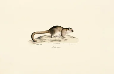 Grå muselemur