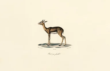 Grå rørbuk (hun)