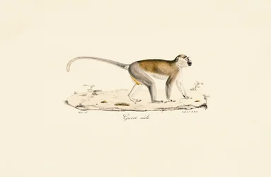 Grøn abe (han)