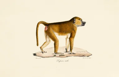 Guinea-bavian (han)