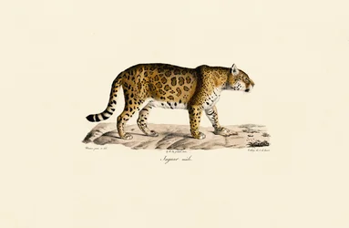 Jaguar (mand) set fra siden