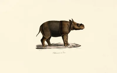 Javanæsehorn