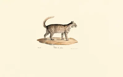 Leopardkat (Prionailurus bengalensis)