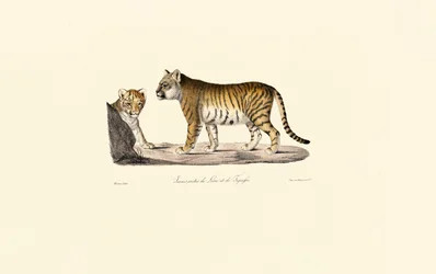 Løve-tiger-hybrid