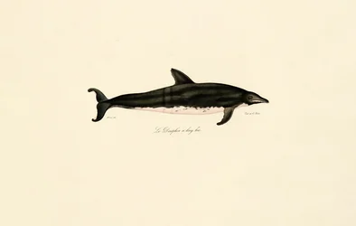 Langsnudet delfin