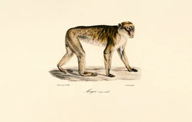 Langhalet makak (han)