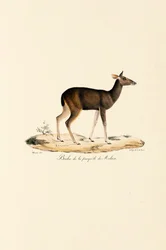Malajisk hjort, hind