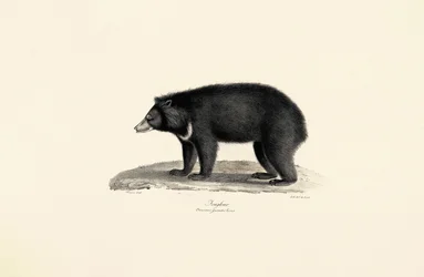 Malaysisk solbjørn
