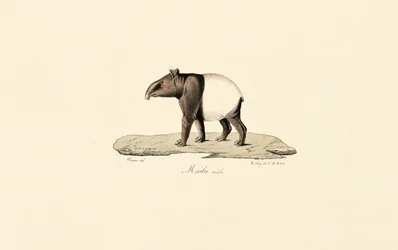 Malaysisk tapir