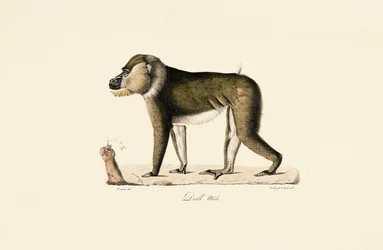 Gelada-bavian, han