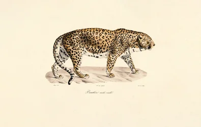 Leopard-han