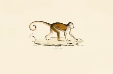 Han-kapucin med tuf