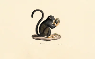 Mona Monkey med frugt