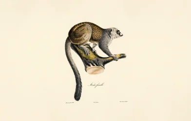 Mongoose-lemur (hun)