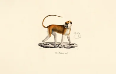 Patas abe (han)