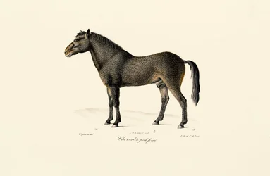 Przewalskis hest