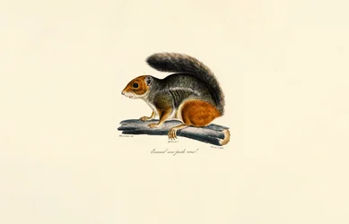 Rødhalet jordegern