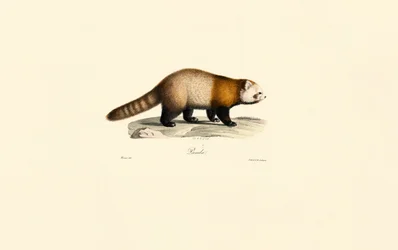 Red Panda (Ailurus fulgens)