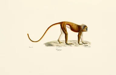 Red Slender Loris (Loris tardigradus)
