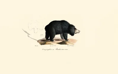 Dovendyrsbjørn (gammel jonglørbjørn)