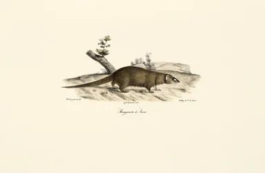 Lille asiatisk mongoose