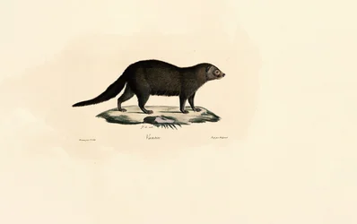 Sydamerikansk Tayra