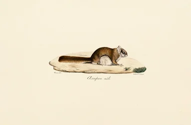 Sydligt flyvende egern (han)