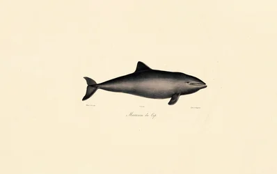 Sydlig rethval Delfin