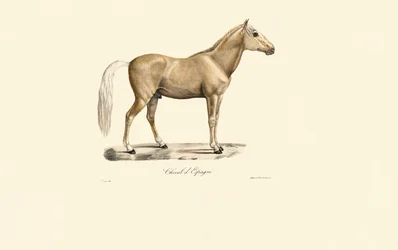 Spansk hest