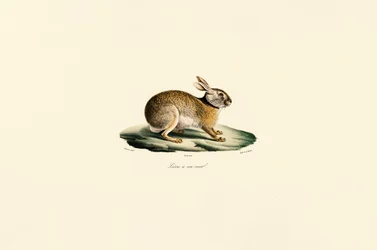 Tolaijæger (sorthalset hare)