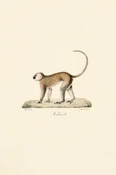 Vervet-abe (Malbrouck)