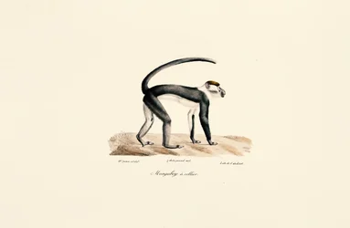 Mangabey med hvid krave (Cercocebus torquatus)