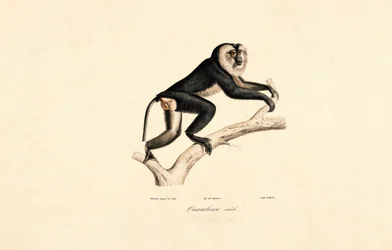 Mangabey med hvid krave (han)
