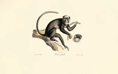 Hvidbrystet edderkoppeabe (Diane femelle)
