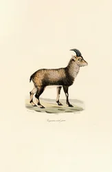 Ung han-stenbuk i alperne