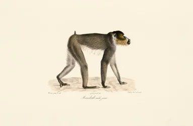 Ung mandrill-han