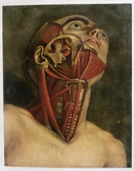 Tværsnit af højre side af halsen og ansigtet, ca. 1745 (mezziotint)