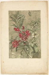Impatiens, fra Collection des plantes usuelles, curieuses, et étrangères
