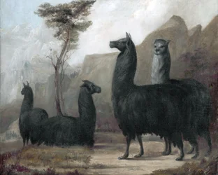 Alpacaer