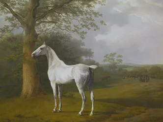 Grå hest på græsmarken